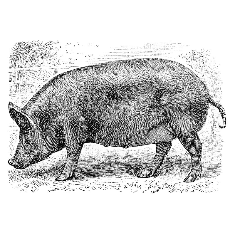 Meade Locker & Processing Meat Processing Meade KS